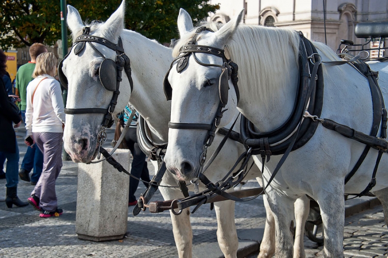 Осень в Праге и трансатлантический круиз на Independence of the Seas