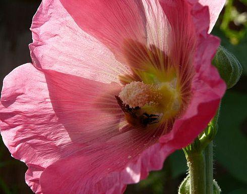 Красноярск - курортный город