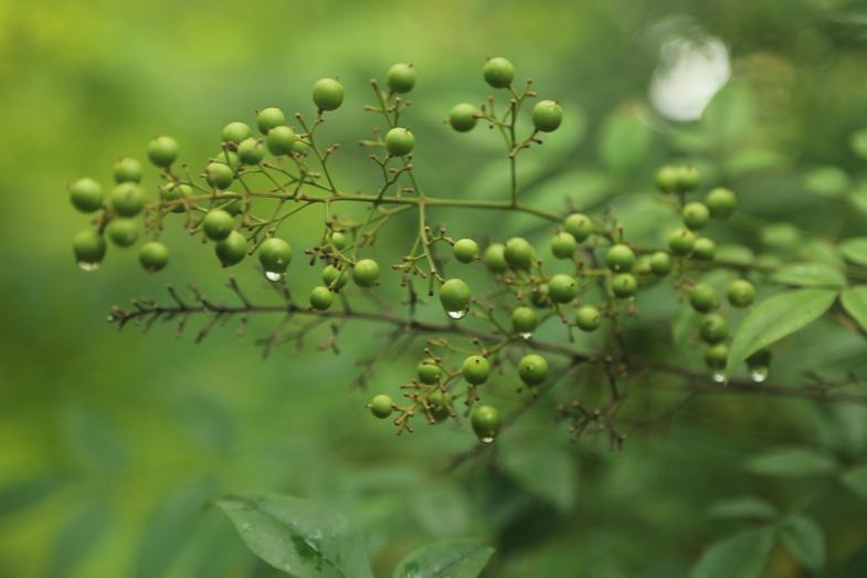 Belle verte