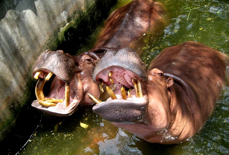 1 день в Самут Пракане: Сердце Будды, Муанг Боран, Трехголовый Слон