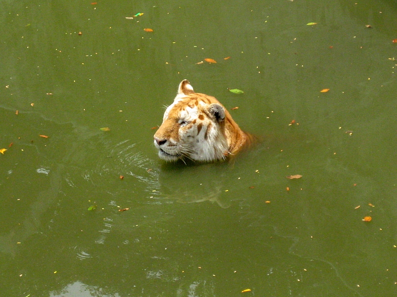 1 день в Самут Пракане: Сердце Будды, Муанг Боран, Трехголовый Слон