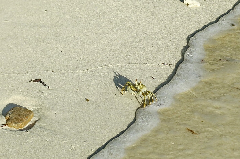 Мальдивы: возможно все. "Equator Vilage", о.Ган и прочие острова атолла Addu (Seenu)