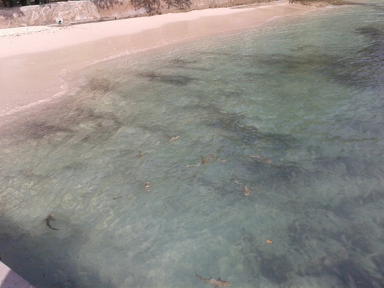 Мальдивы: возможно все. "Equator Vilage", о.Ган и прочие острова атолла Addu (Seenu)