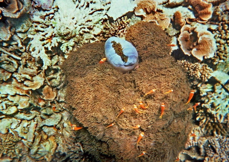 Мальдивы: возможно все. "Equator Vilage", о.Ган и прочие острова атолла Addu (Seenu)