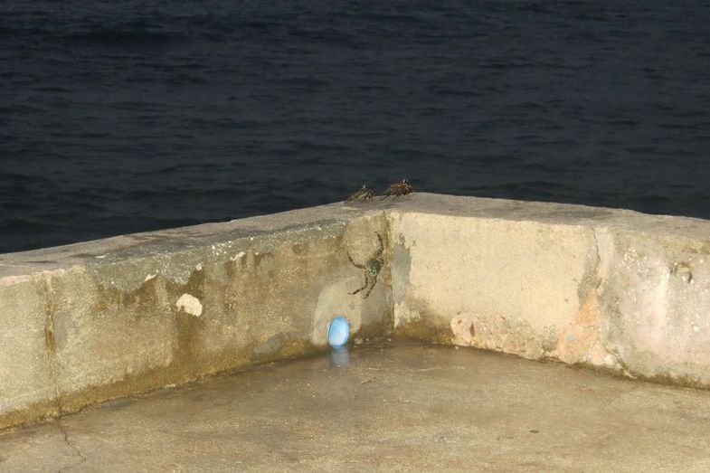 Мальдивы: возможно все. "Equator Vilage", о.Ган и прочие острова атолла Addu (Seenu)