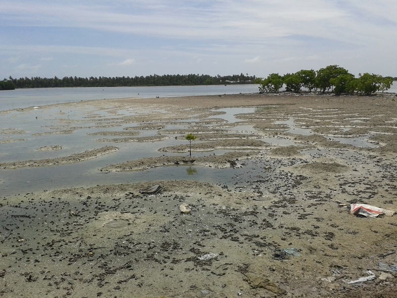 Мальдивы: возможно все. "Equator Vilage", о.Ган и прочие острова атолла Addu (Seenu)
