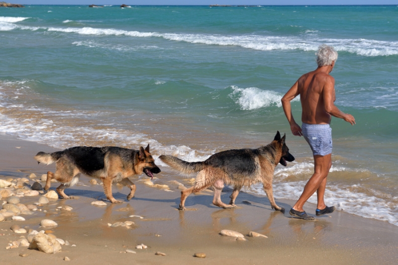 овчарки на море