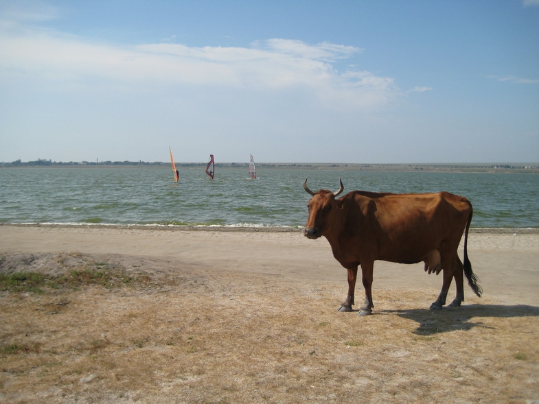 Тарханкут-Евпатория, июль 2009
