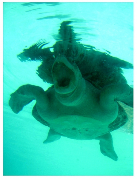 Мексика 14.04 - 25.04.2009