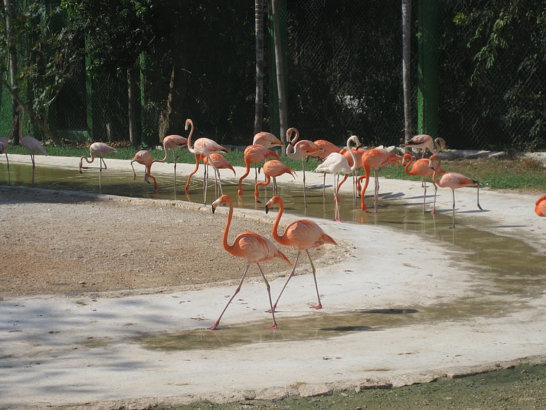 Мексика 14.04 - 25.04.2009