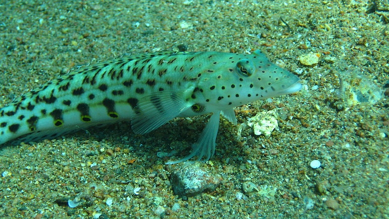 Иордания 26.10 - 2.11.08