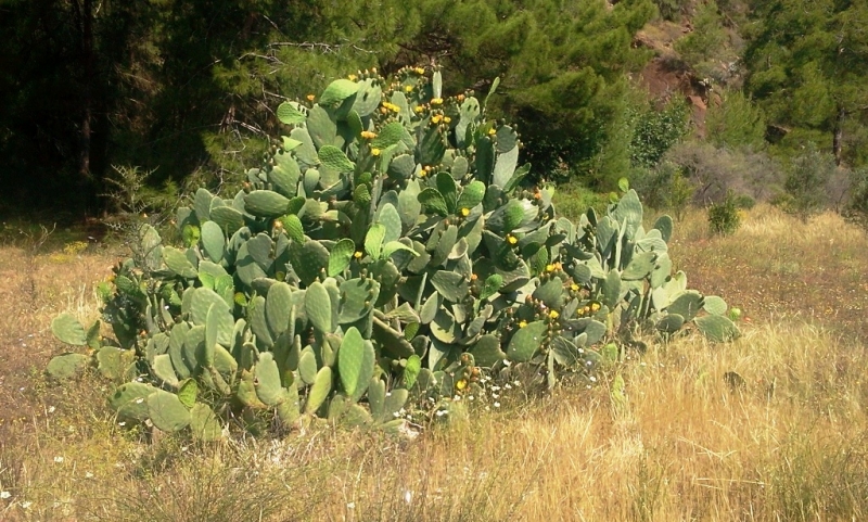 Ликийская 2