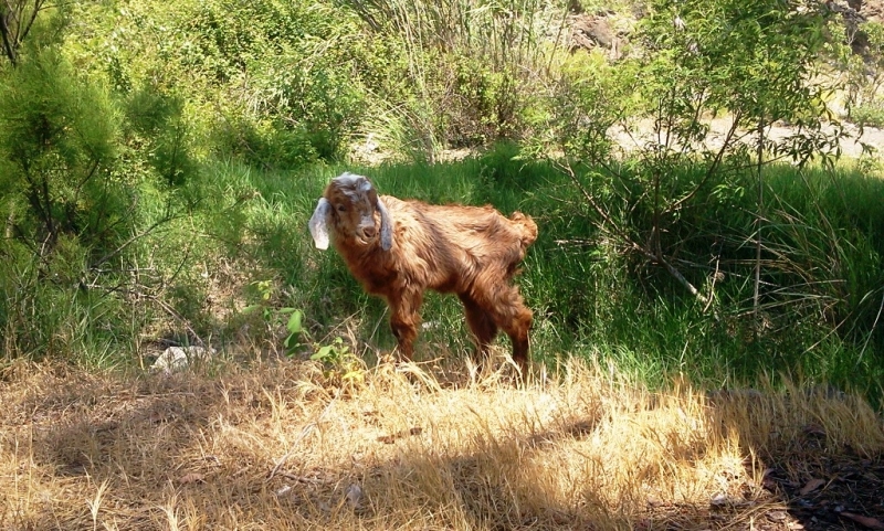 Licyan way+Istanbul. май-июнь. 2014