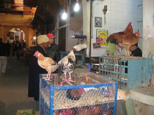 Марокко 3.11-11.11.2010