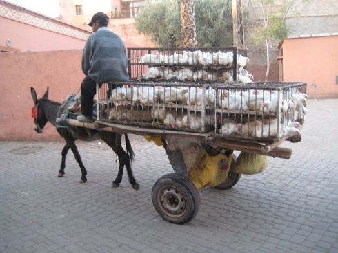 Марокко 3.11-11.11.2010