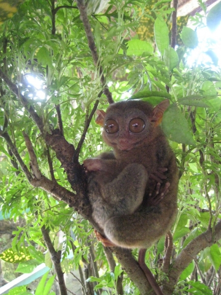 Себу-Бохол-Манила, 19-21.07.2010