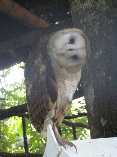 Себу-Бохол-Манила, 19-21.07.2010