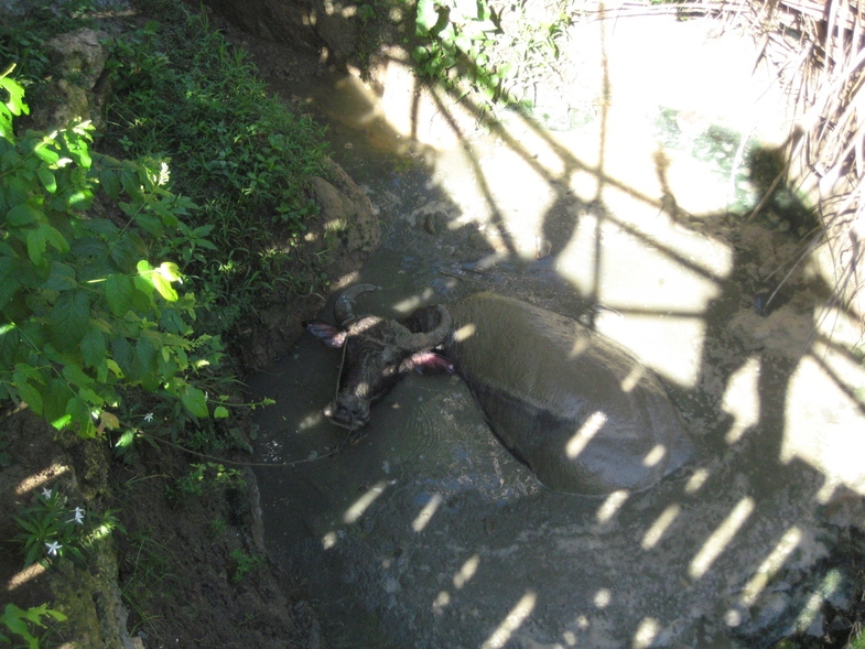 Себу-Бохол-Манила, 19-21.07.2010