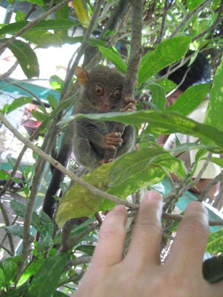 Себу-Бохол-Манила, 19-21.07.2010