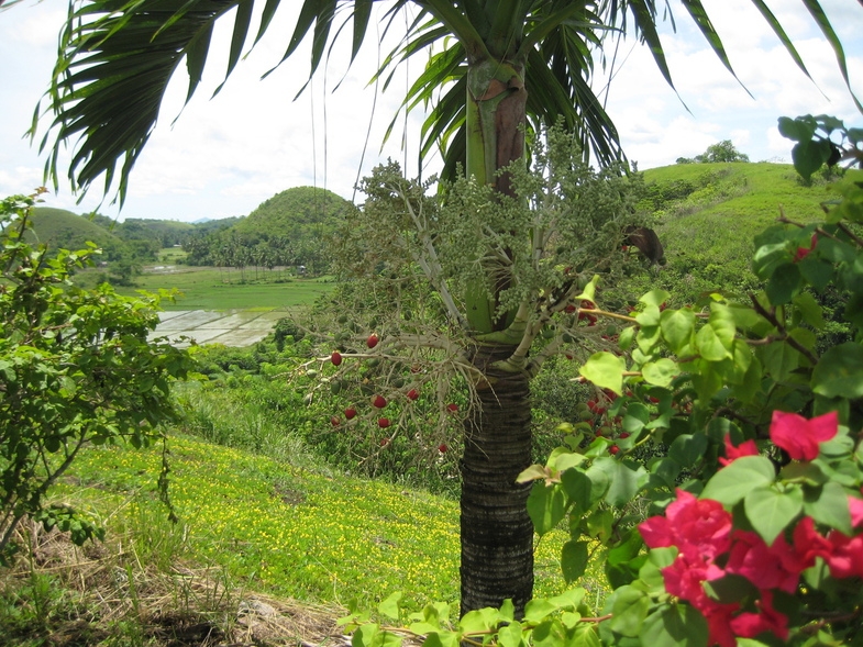 Себу-Бохол-Манила, 19-21.07.2010