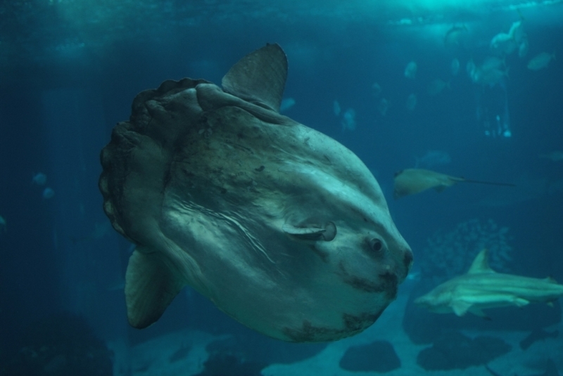 Незабываемая Португалия Июль 2014 Лиссабон, Синтра, Монсанту и еще 1500 км :)