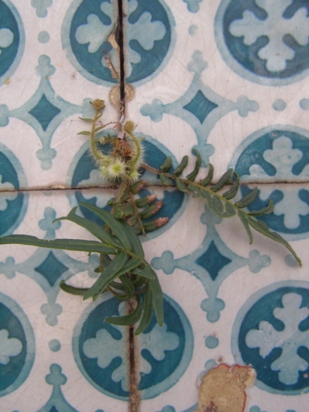 Незабываемая Португалия Июль 2014 Лиссабон, Синтра, Монсанту и еще 1500 км :)