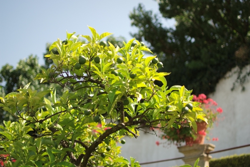 Незабываемая Португалия Июль 2014 Лиссабон, Синтра, Монсанту и еще 1500 км :)