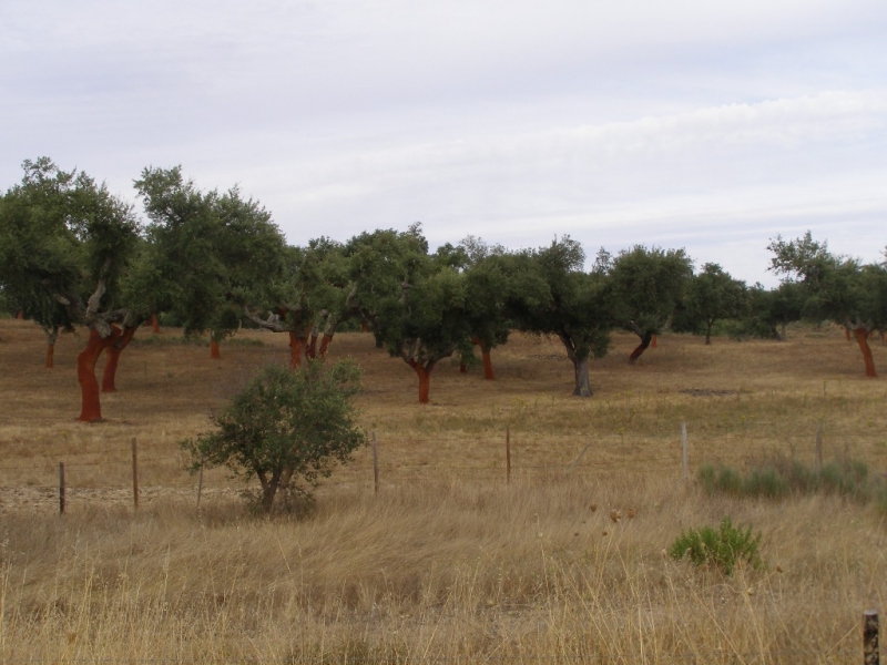 Незабываемая Португалия Июль 2014 Лиссабон, Синтра, Монсанту и еще 1500 км :)