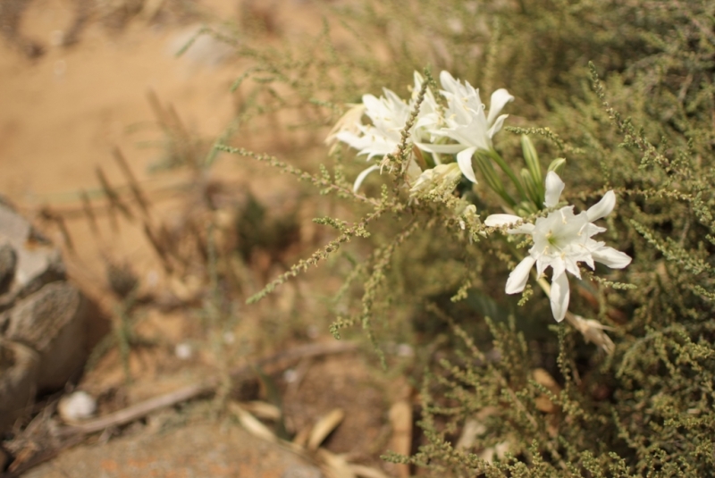 Незабываемая Португалия Июль 2014 Лиссабон, Синтра, Монсанту и еще 1500 км :)
