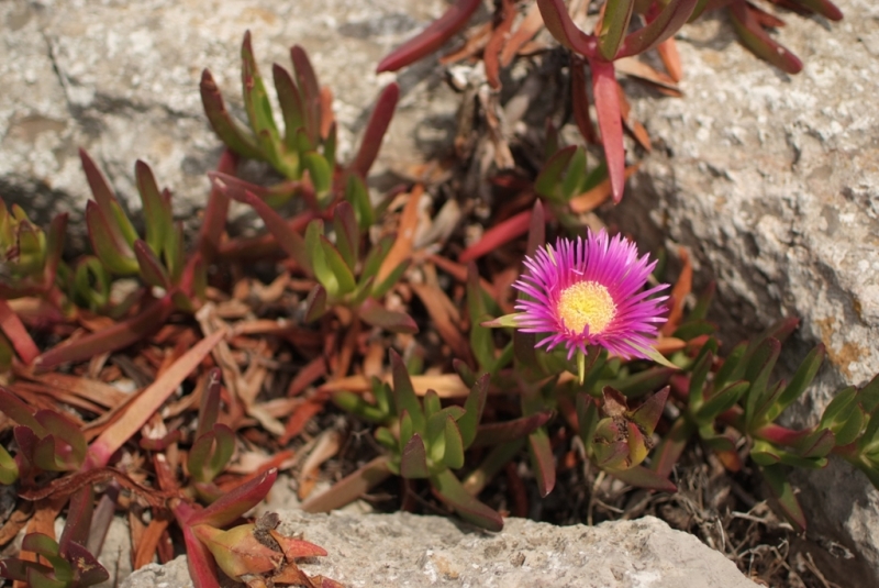 Незабываемая Португалия Июль 2014 Лиссабон, Синтра, Монсанту и еще 1500 км :)