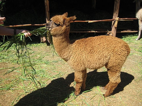 Перу в июле 2008: фотки и немного эмоций