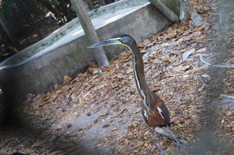 Колумбия в январе 2014