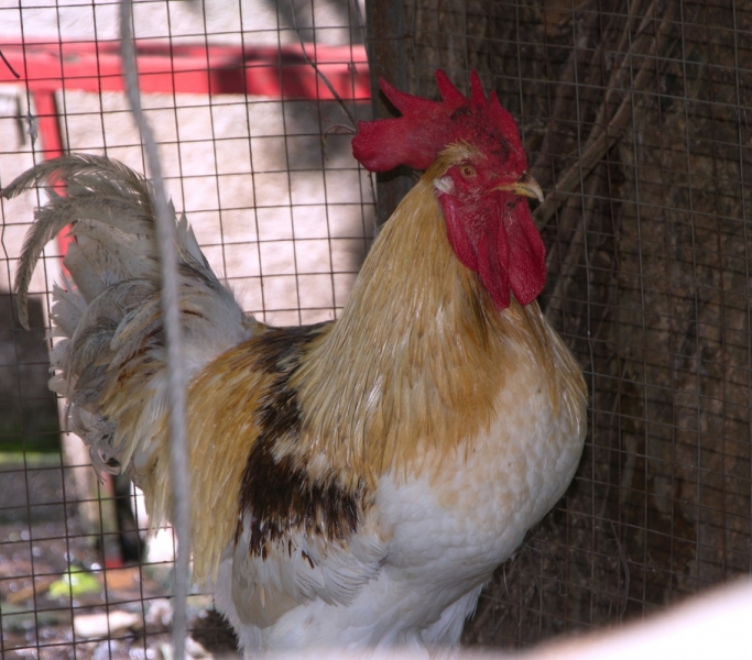 Птицы в фотографиях из путешествий