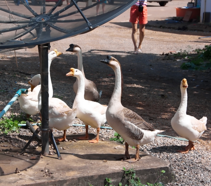Птицы в фотографиях из путешествий