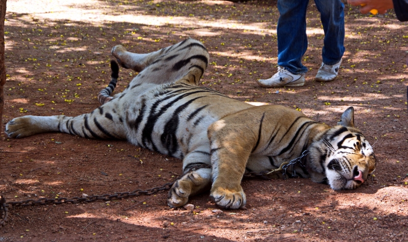 Фотоохота, зоопарки и просто животинки из путешествий - 3