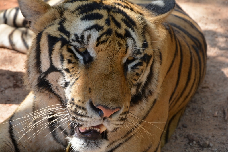 Фотоохота, зоопарки и просто животинки из путешествий - 3