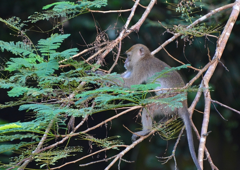 Фотоохота, зоопарки и просто животинки из путешествий - 3