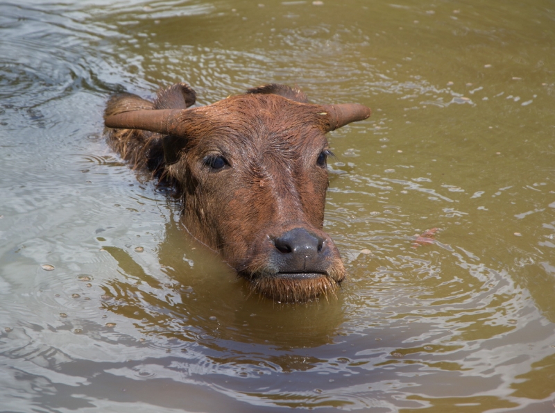Фотоохота, зоопарки и просто животинки из путешествий - 3