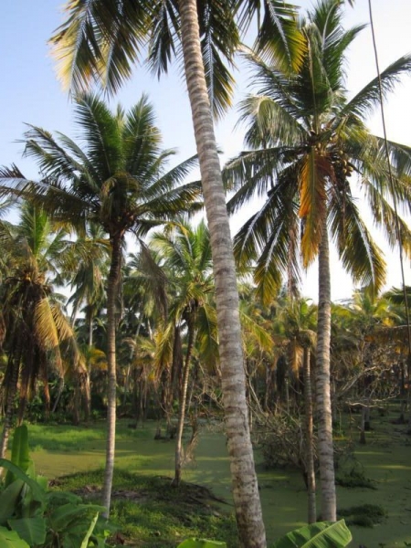 Индия (юг: Керала, Тамил наду)