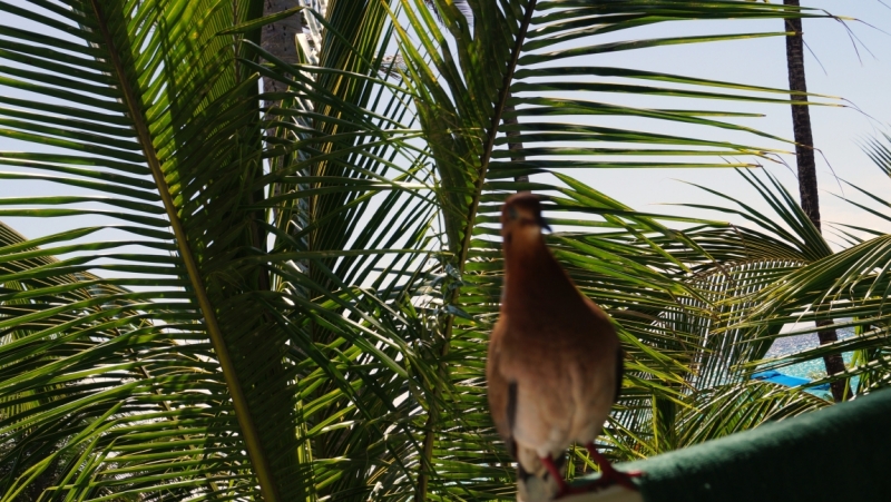 Перворазники на Карибах: круиз на P&O Ventura