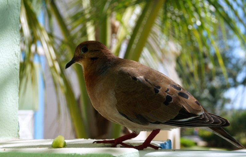 Перворазники на Карибах: круиз на P&O Ventura