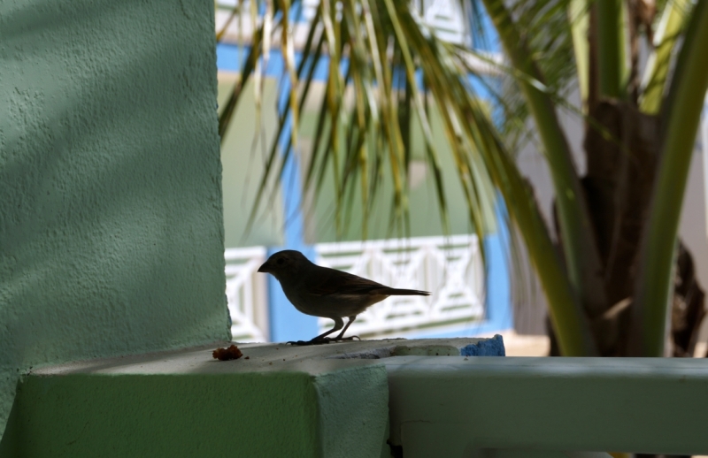 Перворазники на Карибах: круиз на P&O Ventura