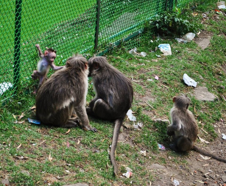 Керала-Тамилнад. Январь 2014. Фото