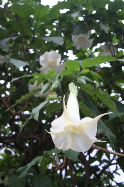 Михас, Марбелья 2010