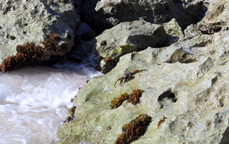 Перворазники на Карибах: круиз на P&O Ventura