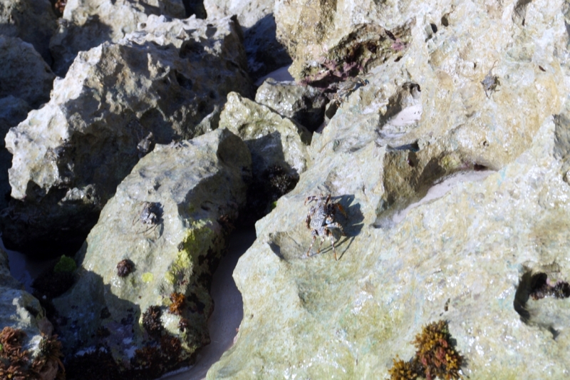 Перворазники на Карибах: круиз на P&O Ventura