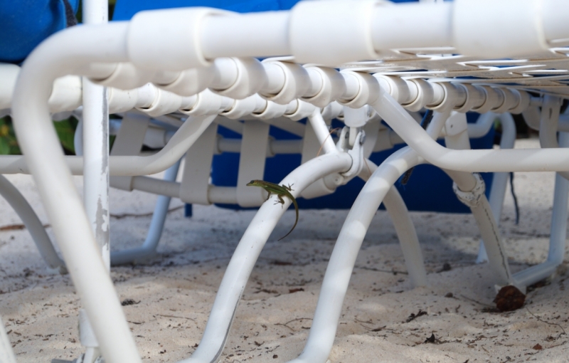 Перворазники на Карибах: круиз на P&O Ventura