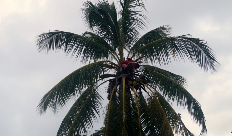 Перворазники на Карибах: круиз на P&O Ventura