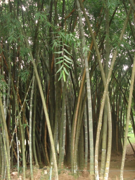 Шри Ланка "дикарями" в ноябре 2014 года.