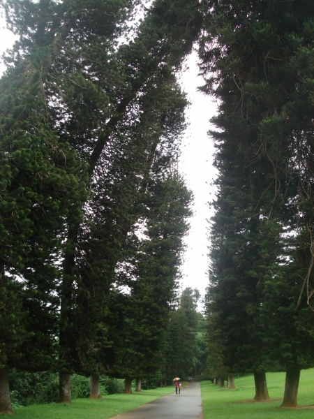 Шри Ланка "дикарями" в ноябре 2014 года.